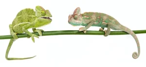 chameleon breeding tips