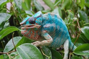 chameleon care needs behavior