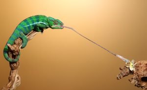 chameleon diet nutrition