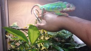 chameleon handling stress