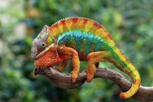 chameleon nurturing thriving