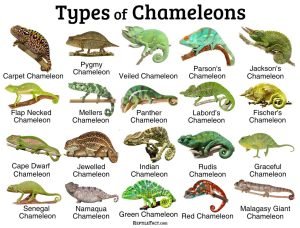 types of chameleon species