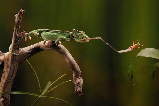 best food for veiled chameleon