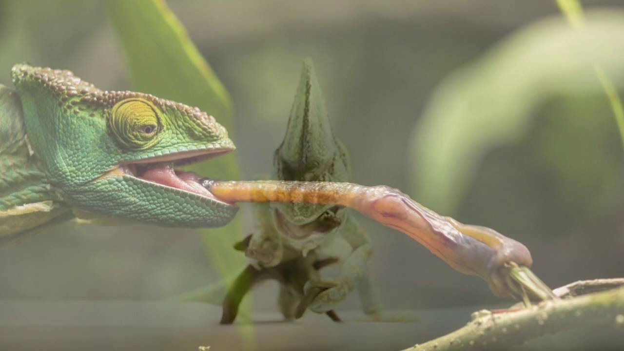 how to feed a chameleon