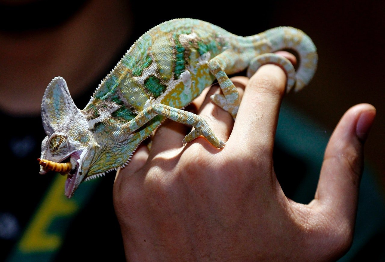 How to Handle a Chameleon Safely – Step by Step Guide