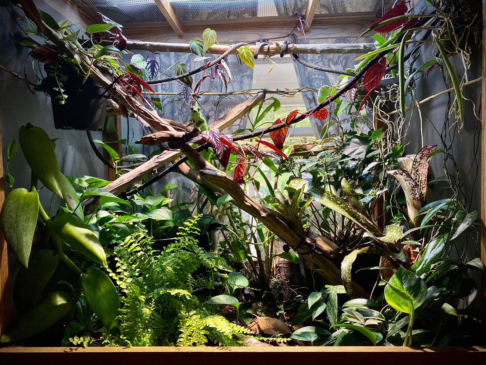 How to Set Up the Perfect Chameleon Terrarium – A Step-by-Step Guide