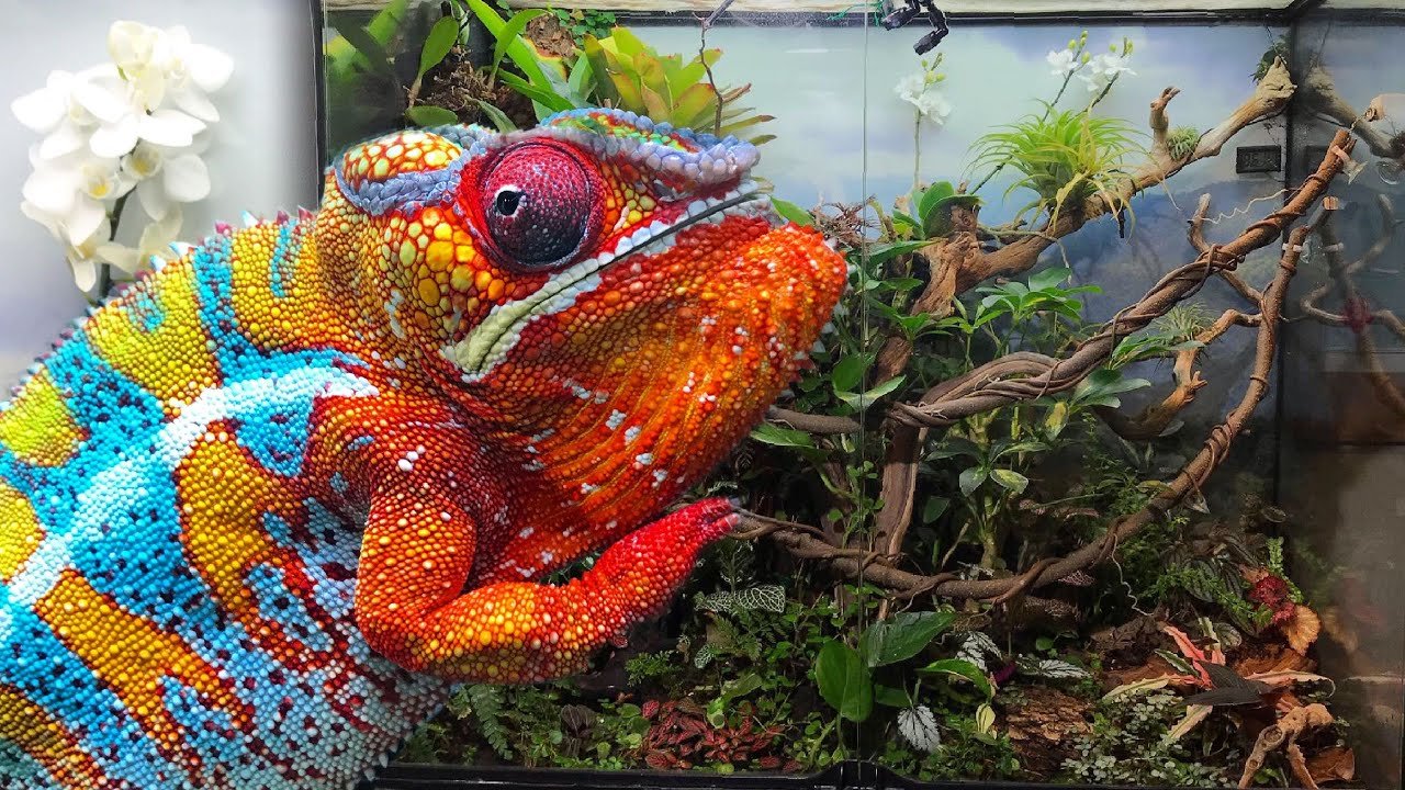 panther chameleon enclosure setup guide