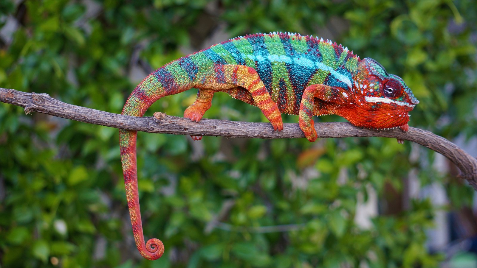 best panther chameleon diet