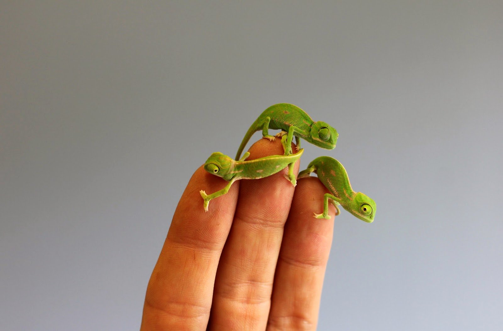 chameleon care for baby chameleons