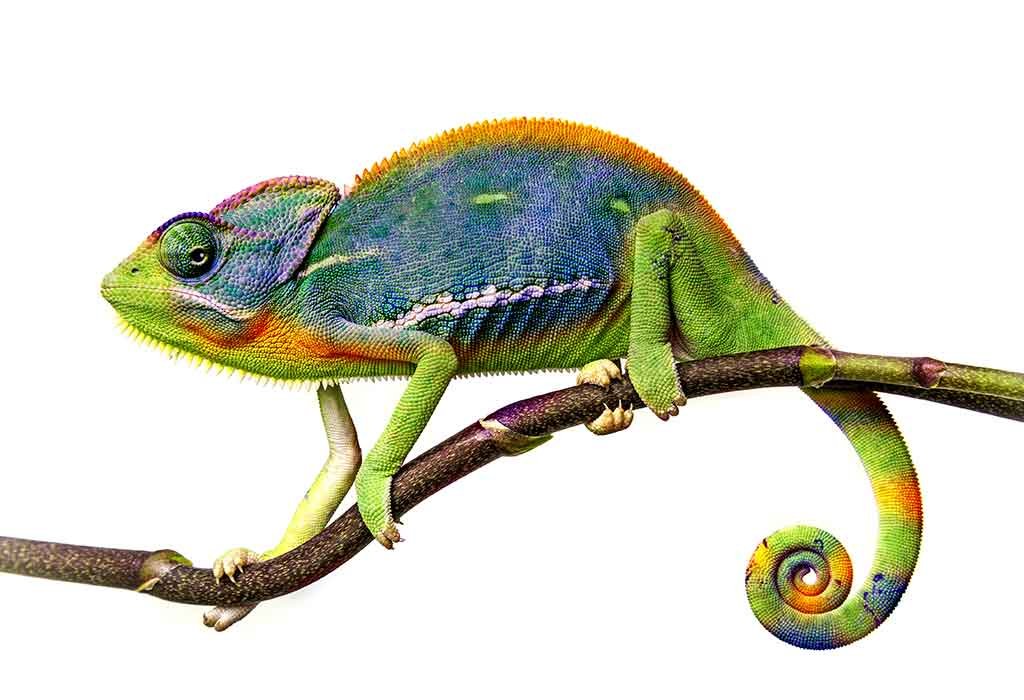 Fascinating Chameleon Facts for Kids – Explore the Cool Traits of These Colorful Lizards