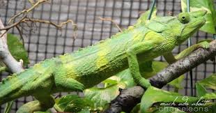 how to get rid of chameleon parasites