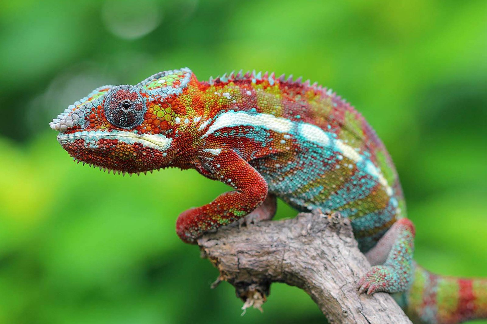 Chameleon Safe Natural Remedies for Common Health Issues