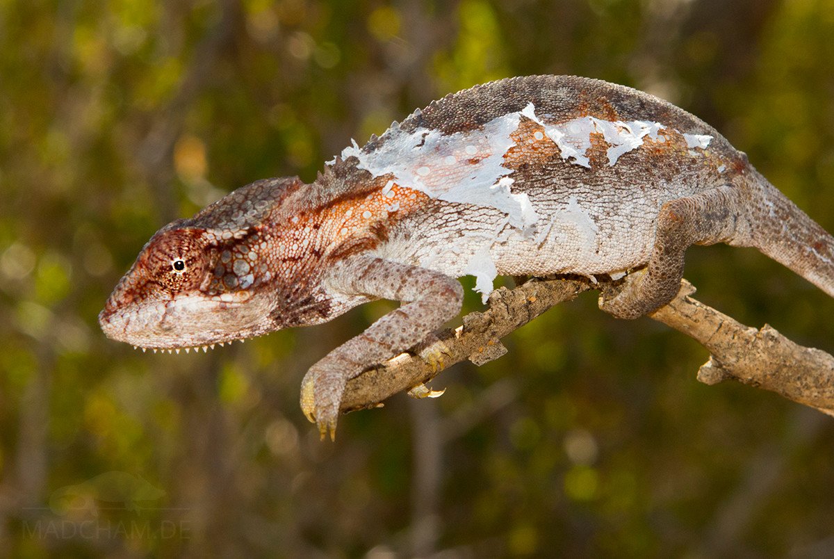 Seasonal Shedding Patterns in Chameleons – A Comprehensive Guide