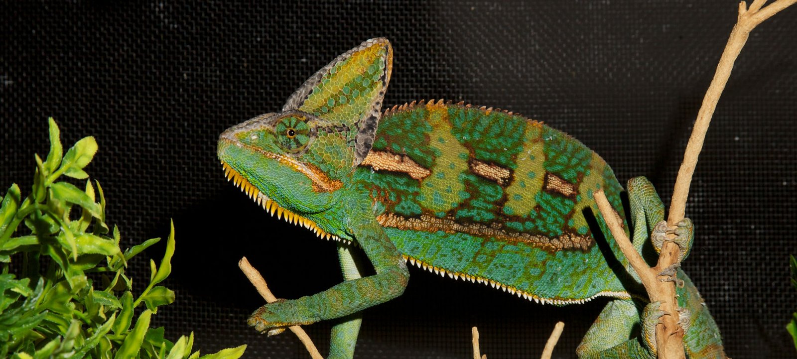 best chameleon substrate for beginners