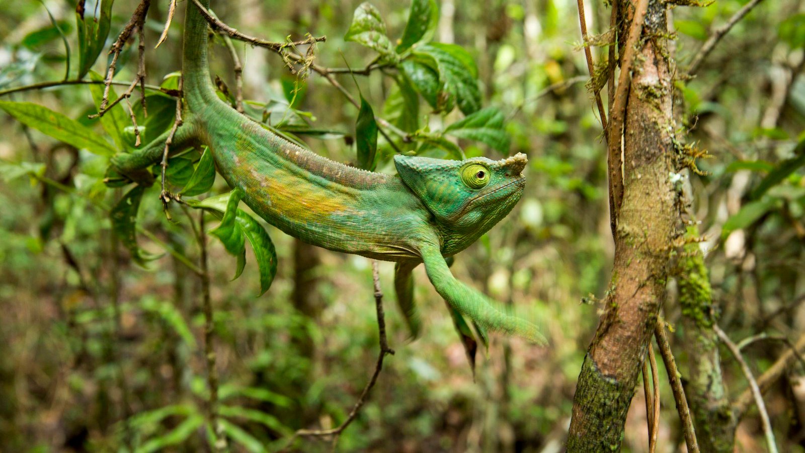 How to Choose the Right Chameleon for Your Lifestyle