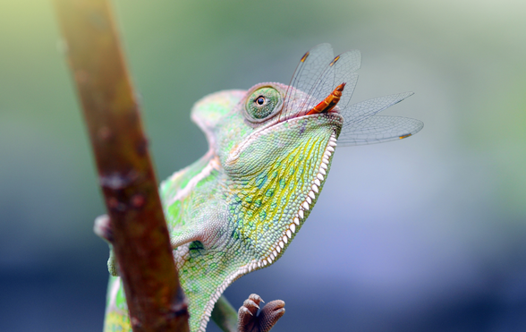 Seasonal Considerations for Optimal Chameleon Care