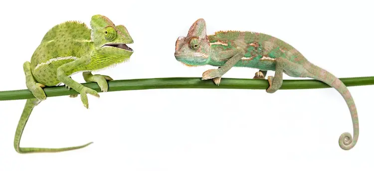 tips for introducing new chameleons to each other