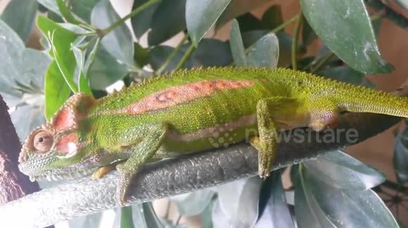 What Chameleons Give Live Birth? An In-Depth Look at Chameleon Reproduction