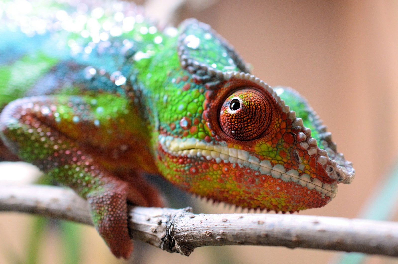 What Questions Should I Ask When Buying a Chameleon? 12 Essential Questions