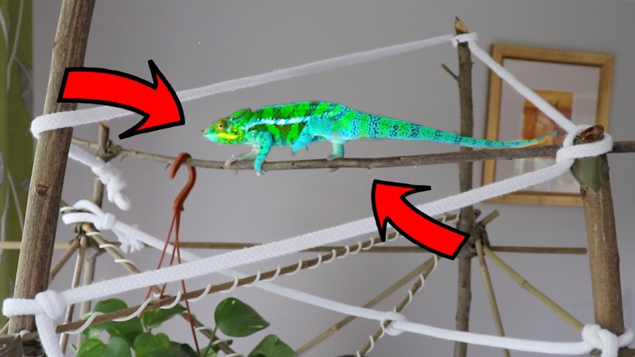 Create Stimulating Chameleon-Friendly DIY Climbing Structures