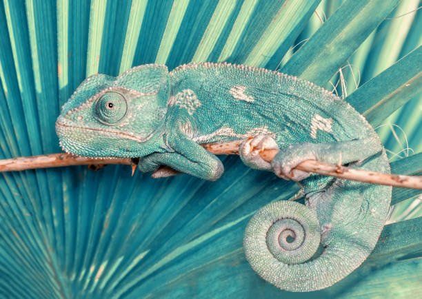 Chameleon-Safe Essential Oils and Aromatherapy