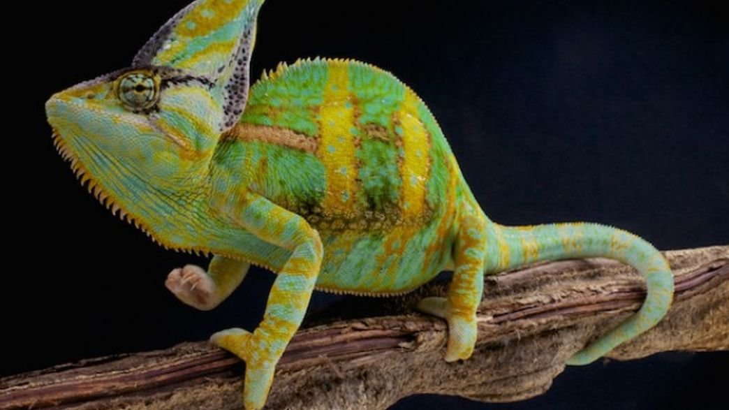 Understanding Chameleon Sleep Patterns