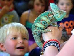 Chameleon-Friendly Educational Toys