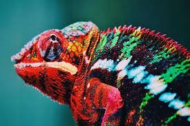 The Science Behind Chameleon Color Changes