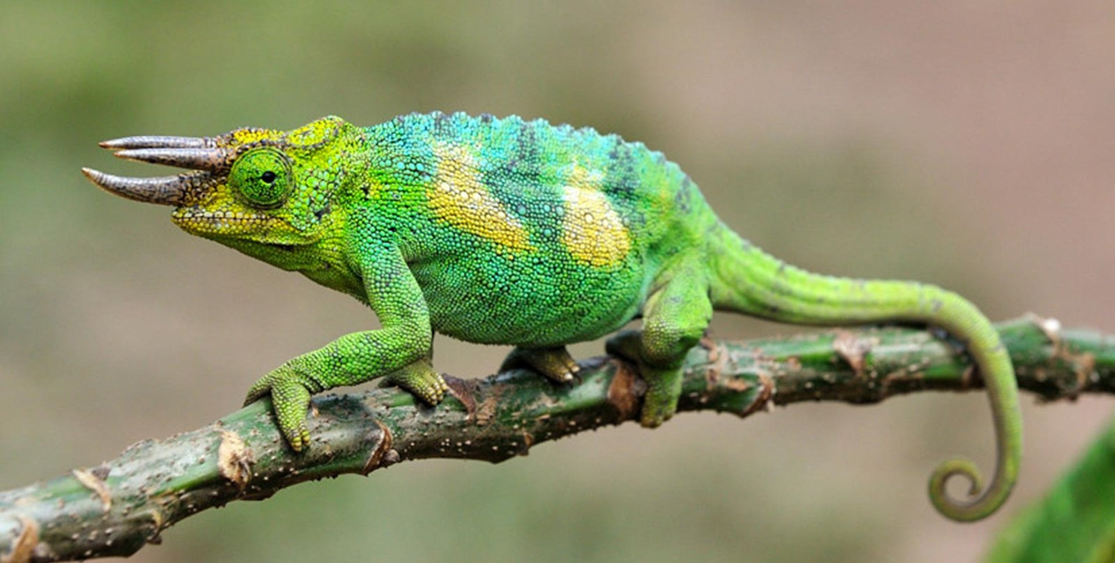 chameleon tail regeneration process