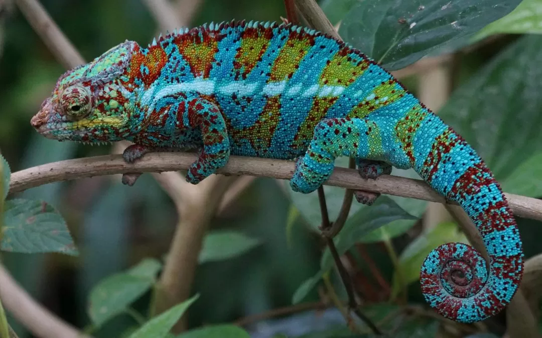 The Thermal Dance – How Temperature Impacts Chameleon Behavior