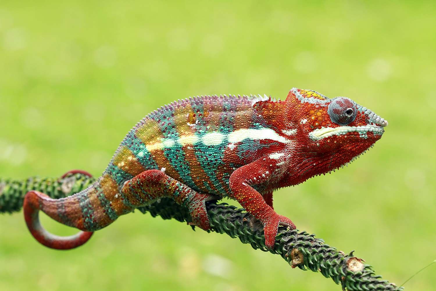 tips for introducing a new chameleon to a group