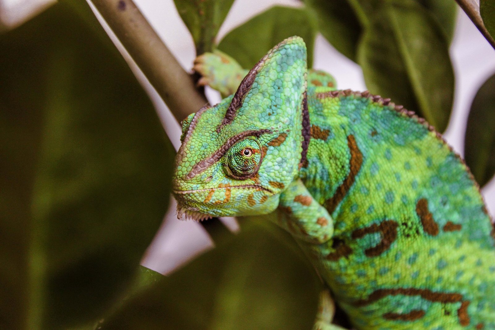 Chameleon-Safe Natural Immune System Boosters