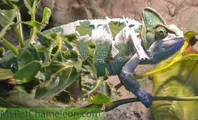 Chameleon-Safe Natural Skin Condition Remedies