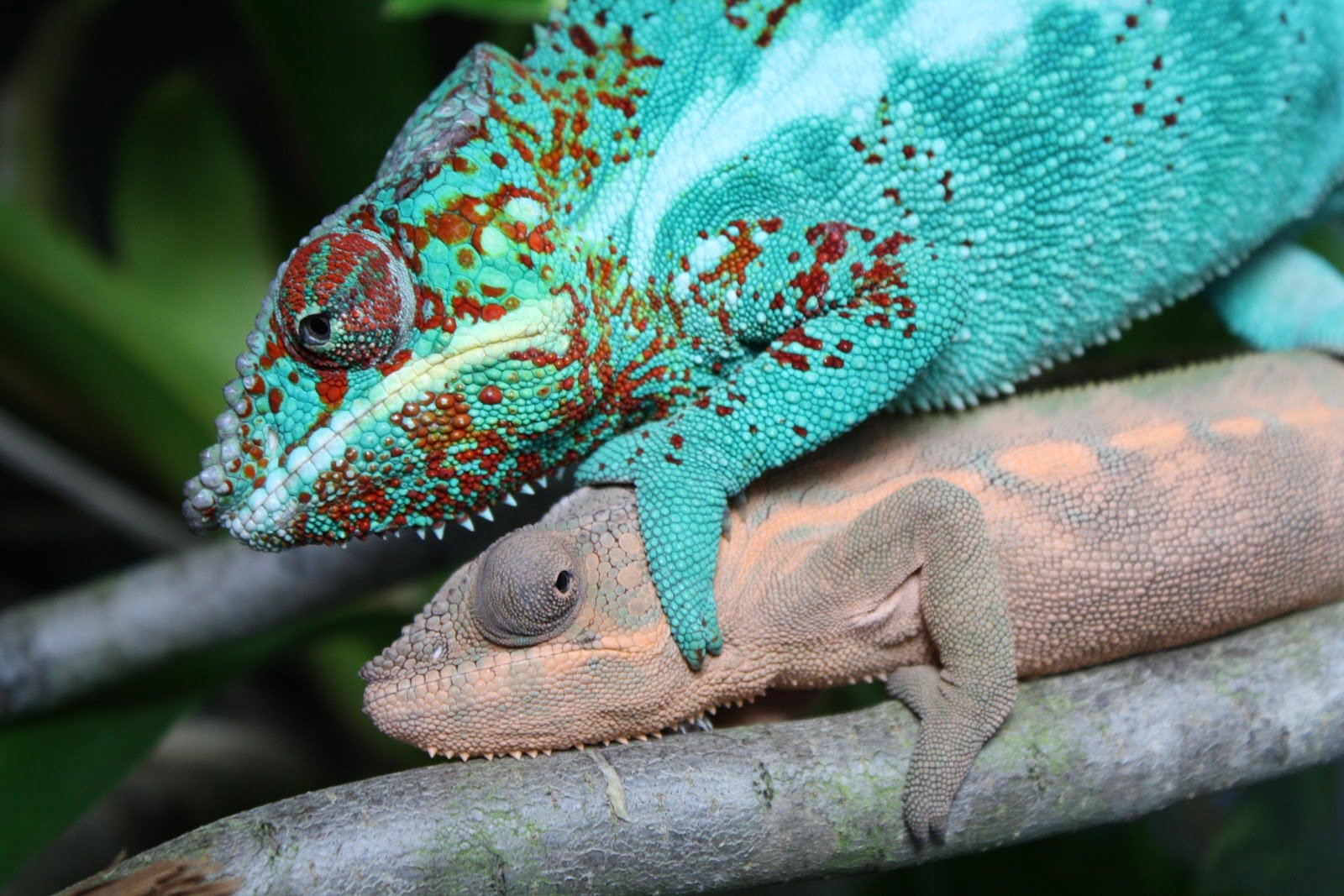 Seasonal Considerations for Chameleon Breeding