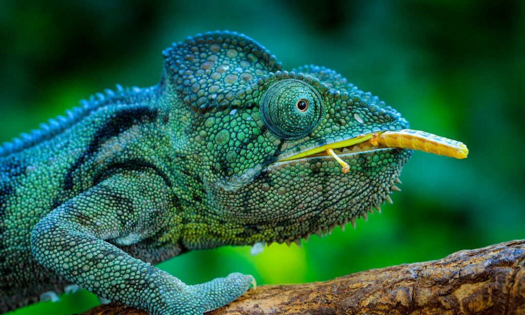 Chameleon-Safe Natural Dental Health remedies tips