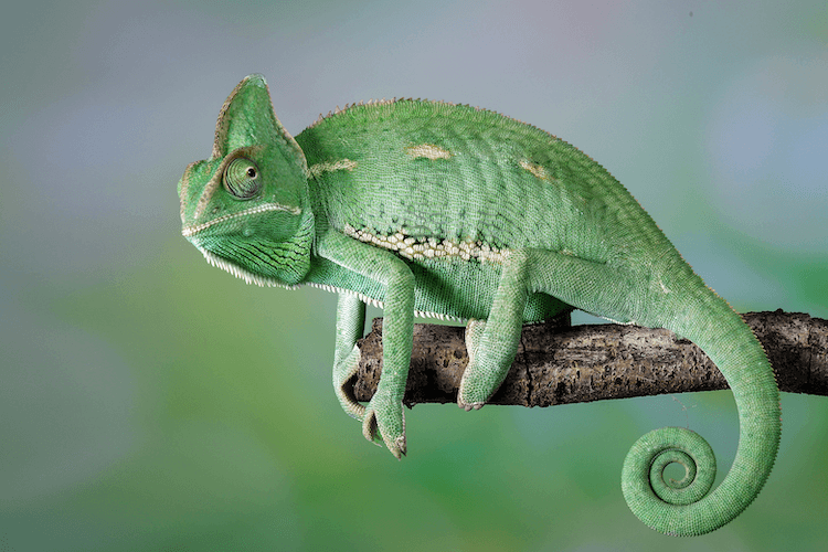 Choosing the Right Substrate for Chameleon Enclosures