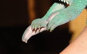 Chameleon Grooming – Nail Trimming and Hygiene Practices