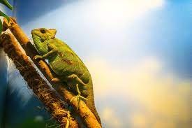 Lights Out – A Guide to Nocturnal Care for Chameleon Owners