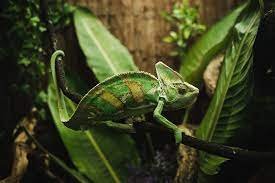 The Best Plants for an Enriching Veiled Chameleon Enclosure