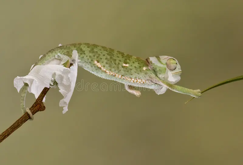 veiled chameleon shedding care