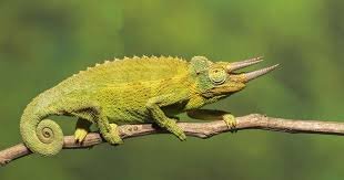 best age for breeding jackson's chameleons